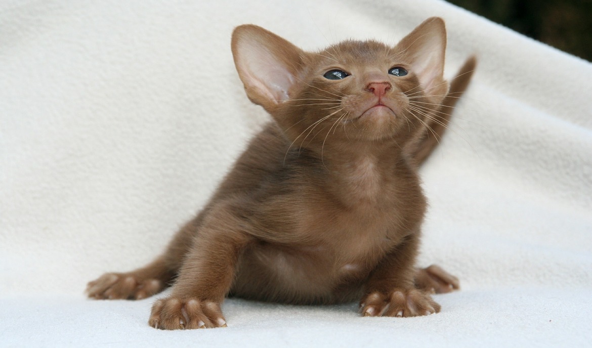 Oriental Shorthair: Cat food and breed portrait